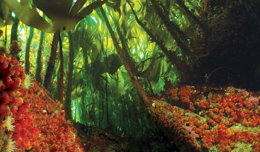 Prussia Cove, Cornwall Shore dive guide British SubAqua Club