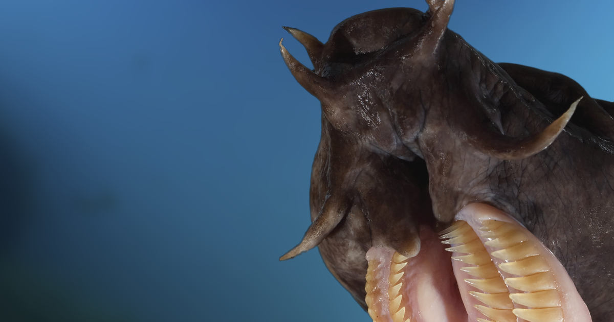 Hagfish Teeth