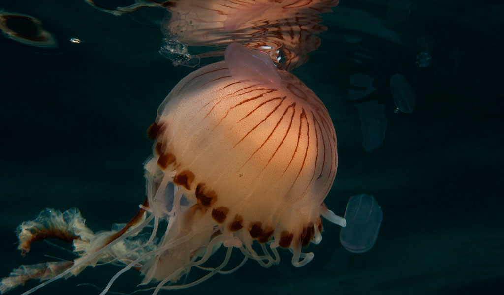 How to snorkel safely with jellyfish British SubAqua Club