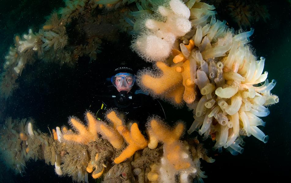 Marine Life Appreciation SDC Course