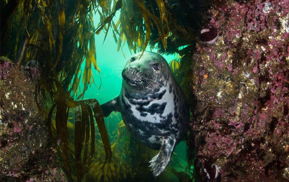 Discover Britain's secret seas